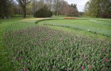 Kobierce tulipanów rozkwitną w „botaniku”