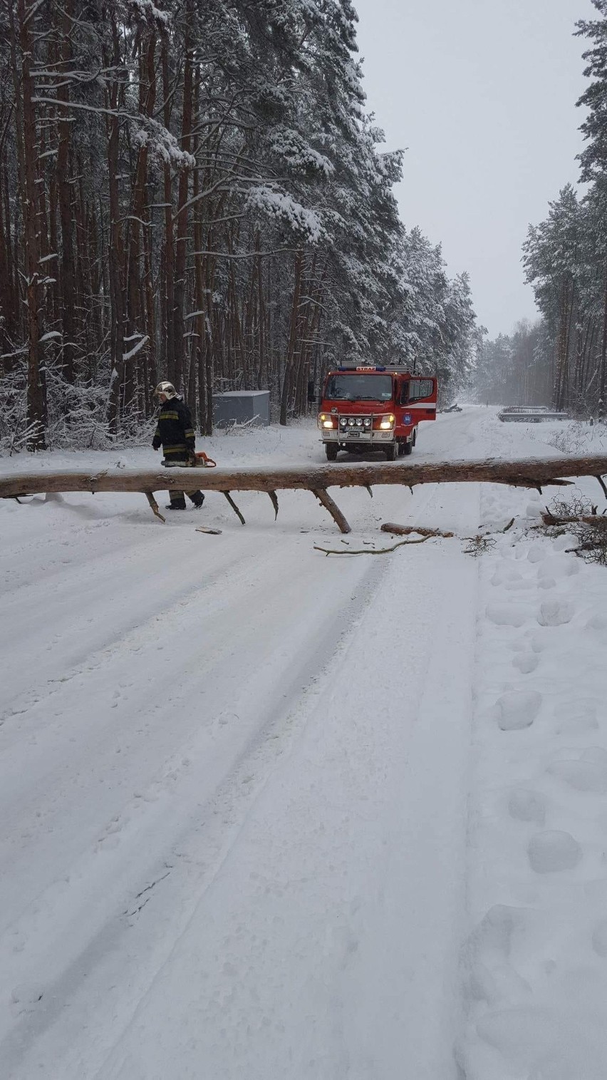 Koprzywnica ulica Leśna - powalone przez śnieg drzewo. Na...