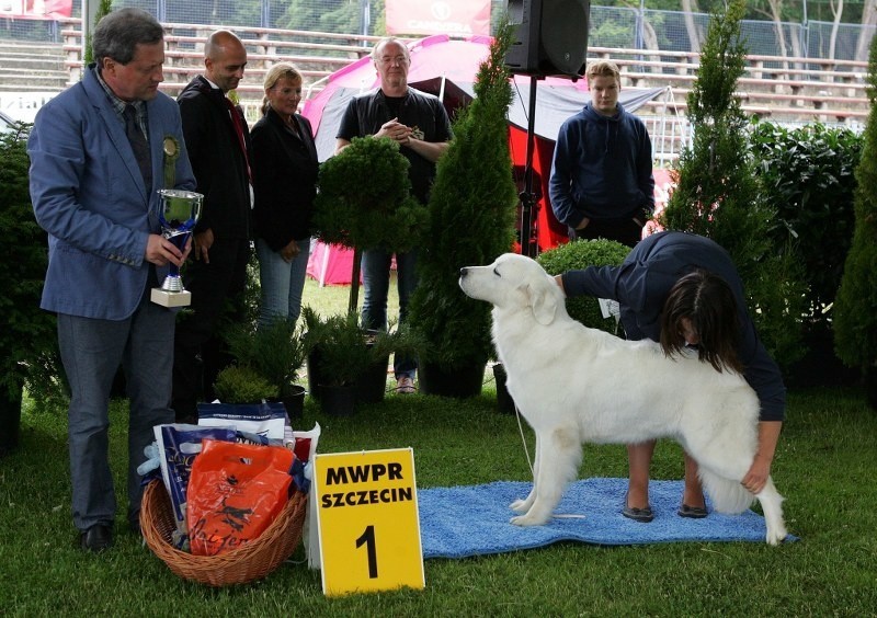 Wystawa psów rasowych w Szczecinie