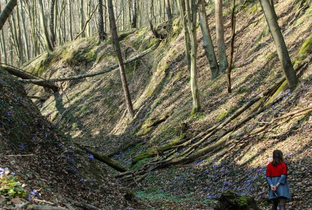 Jeden z malowniczych wąwozów w Skierbieszowskim Parku Krajobrazowym