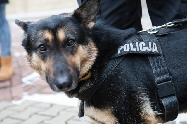 Policjantów do ukrywającego się kierowcy doprowadził pies tropiący