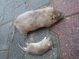 Poznań: Szczury mogą wejść nawet na 10. piętro. Jak się przed nimi bronić?