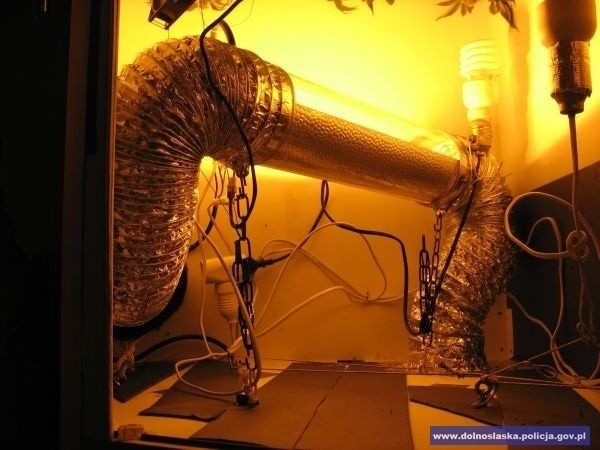 Dolny Śląsk: Uprawiał konopie w specjalnej szafie w domu [FOTO]