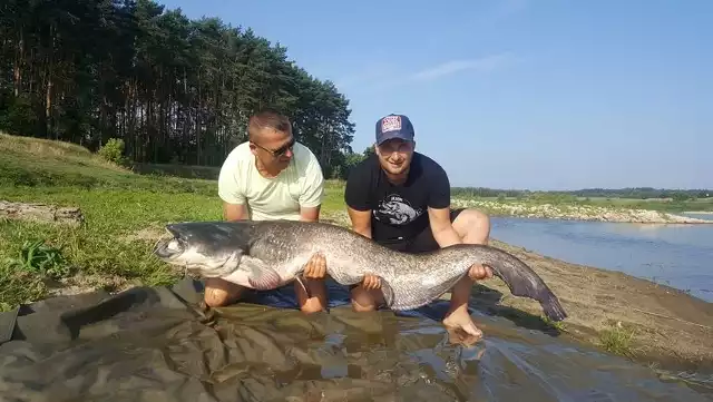 Kilka dni temu pisaliśmy o sumach gigantach wyłowionych z Warty, które miały około 175 cm długości. Pan Mateusz pobił ten rekord i w okolicy Wronek wyłowił z rzeki rybę mierzącą aż 204 cm i ważącą 50 kg!