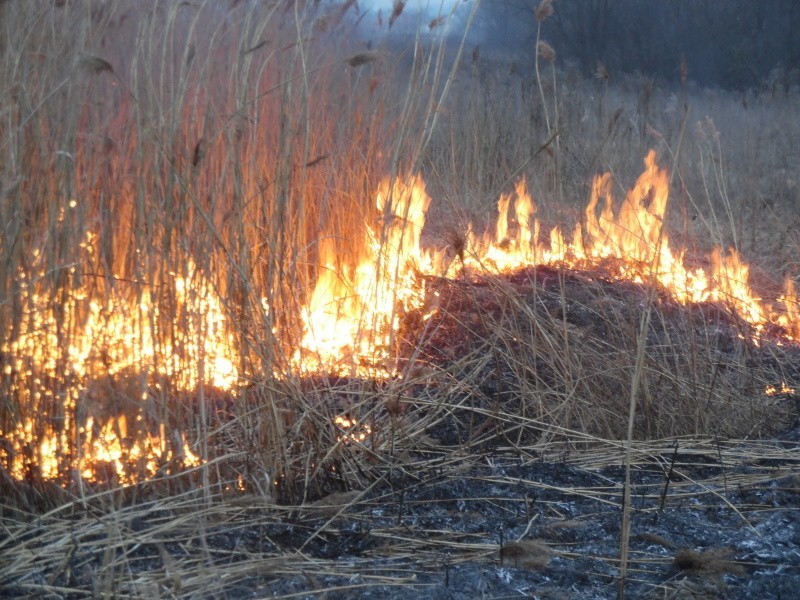 Ul. Sikorskiego: Pożar łąki na Słonecznym Stoku (zdjęcia)