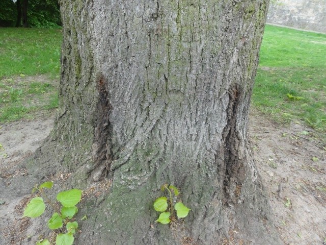 W drzewie ktoś nawiercił otwory i wlewa przez nie szkodliwą dla rośliny substancję.
