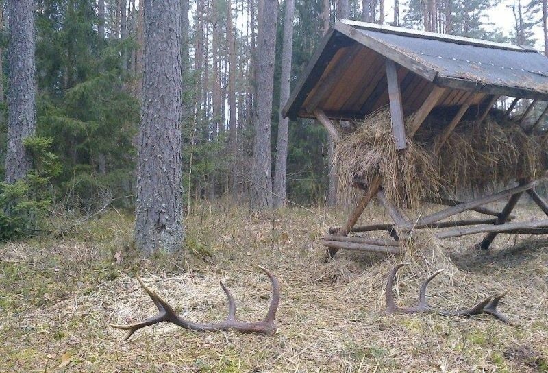 Trwa sezon zbierania leśnego złota (zdjęcia)