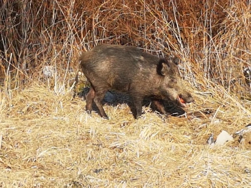 Wracamy do tematu dzika w Białogardzie, który niepokoi mieszkańców [NOWE ZDJĘCIA] 