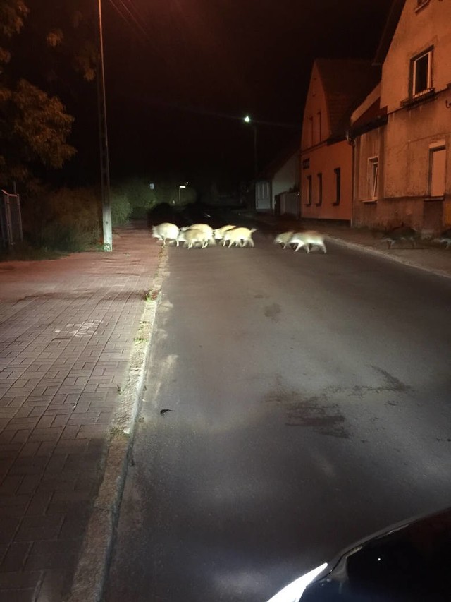 Rodzina dzików maszeruje po mieście. Nocny spacer uchwycił czytelnik. Wielu gubinian uważa, że to dość częsty widok.