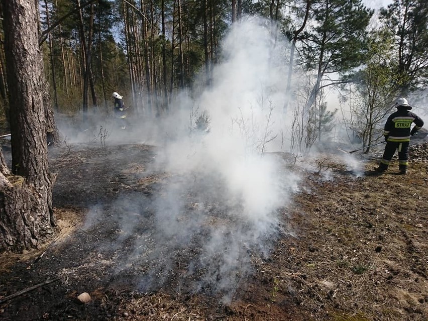 Suchowola. Kolejny pożar lasu. Ktoś zostawił kopiec popiołu (zdjęcia)