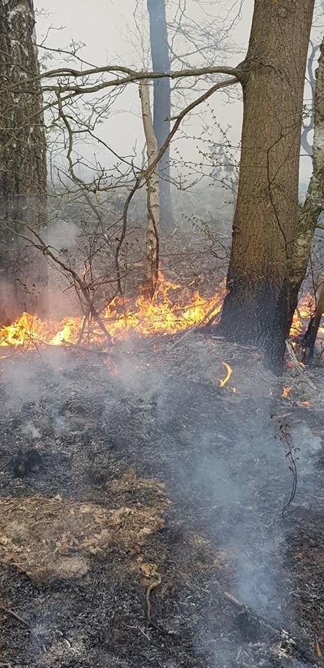 Trwa szacowanie strat po wielkim pożarze lasów w gminie...