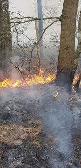 Pożar 80 ha lasów w gminie Żarnów. Strażacy i leśnicy cały czas pilnują pogorzeliska. Straty szacowane w setkach tysięcy zł [ZDJĘCIA]