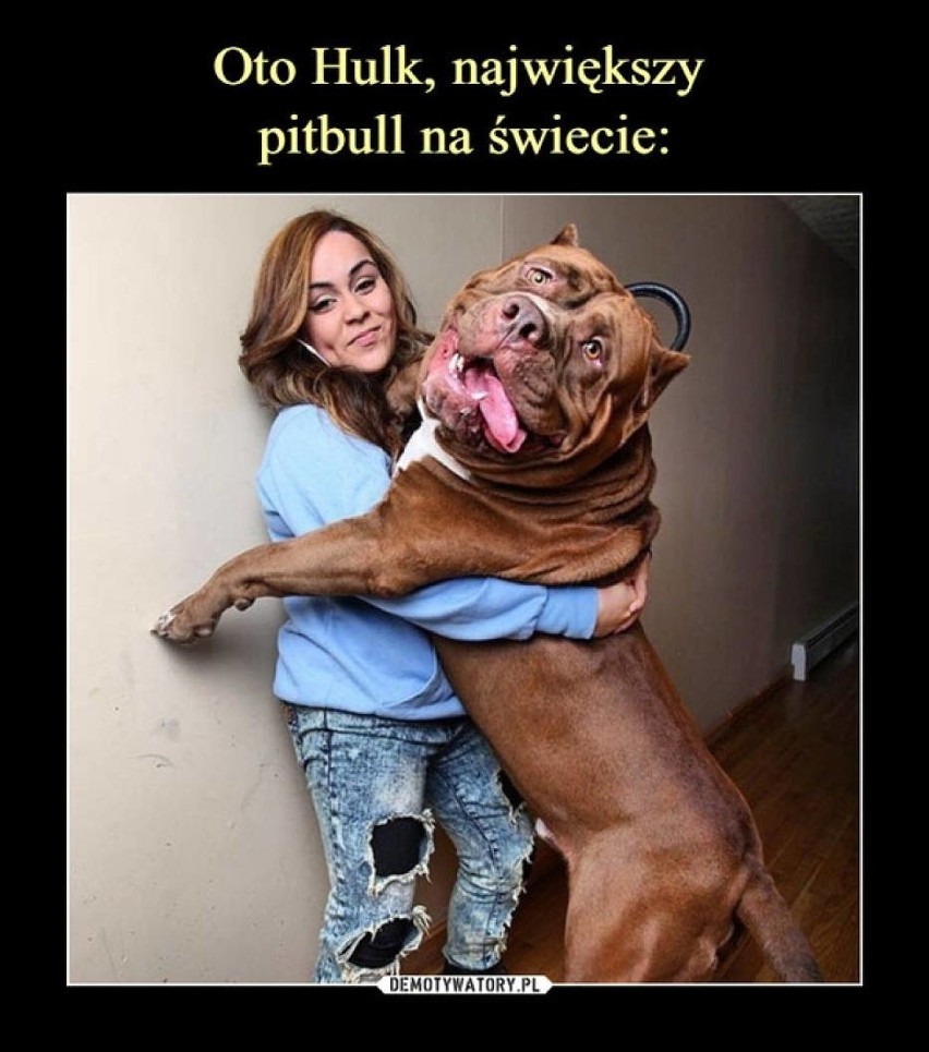 Najlepsze memy z psami w Internecie