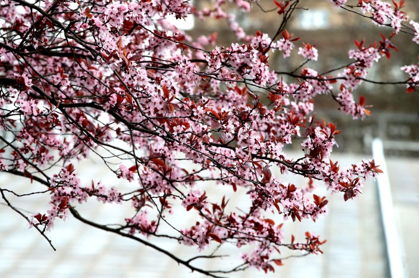 Szczecińskie magnolie rozkwitają! Zobacz też świeże pąki owocowych drzewek [ZDJĘCIA]                              