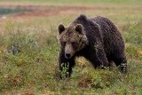W Tatrach zaatakował niedźwiedź