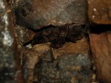 W Krzemionkach trwa obóz chiropterologiczny. Naukowcy odławiają nietoperze, oznaczają ich gatunek, płeć, wiek i status rozrodczy