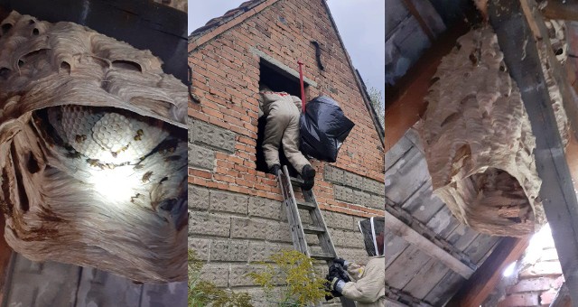 Strażacy z OSP Pilchowice  usuwali gniazdo owadów błonkoskrzydłych w Leboszowiach. Zobacz zdjęcia.
