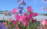 Top 12 roślin, które napełnią nasz ogród pięknym zapachem [ZDJĘCIA]