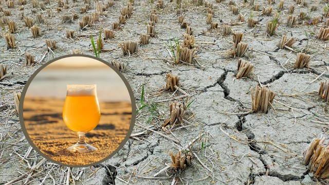 Japońscy naukowcy zaproponowali metodę, która ma pomóc roślinom przetrwać suszę. W grę wchodzi podlewanie ich alkoholem. Jak to działa?