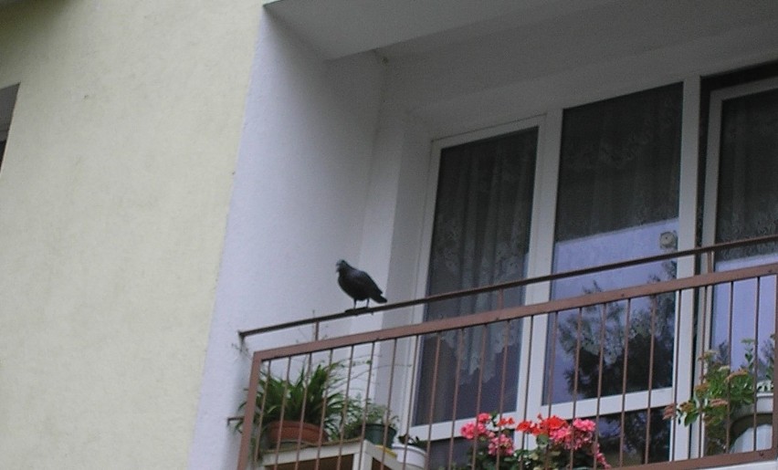 Sposoby na gołębie. Inwazja gołębi na balkonach. Jak przed nimi się chronić? Nie jest to trudne, ale wymaga inwestycji