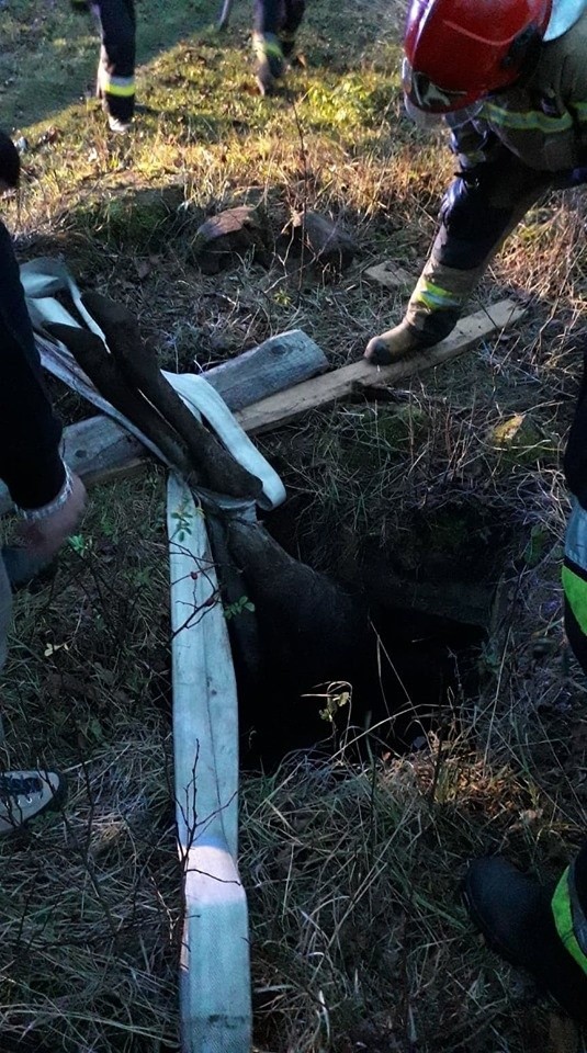 Łosiniany. Łoś wpadł do przydomowej piwnicy. Zwierzę nie przeżyło [ZDJĘCIA]