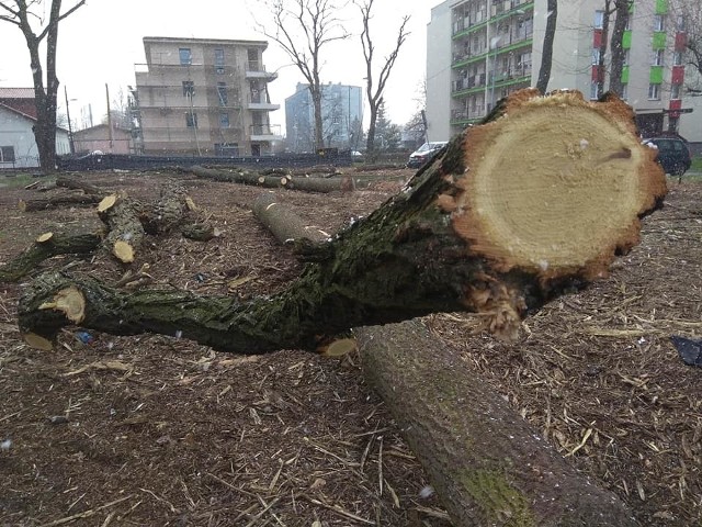 W rejonie ul. Długiej powstanie nowy apartamentowiec. Inwestor wyciął 14 drzew, w zamian musi posadzić tyle samo Zobacz kolejne zdjęcia. Przesuwaj zdjęcia w prawo - naciśnij strzałkę lub przycisk NASTĘPNE