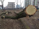 Dąbrowa Górnicza: rozpoczyna się budowa apartamentowca przy Długiej. Na początek wycinka drzew 