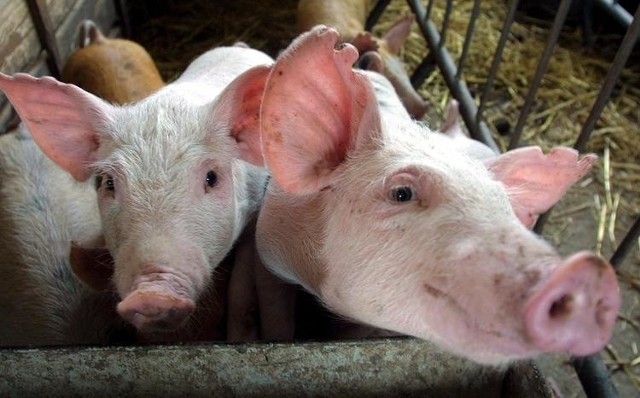 W chlewni w Mikorowie miałoby się znaleźć 15 tysięcy świń. Ludzie są przerażeni tą perspektywą.
