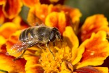 QUIZ. Jak dużo wiesz o pszczołach?