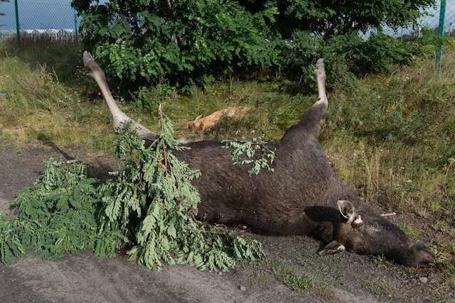 W tym miesiącu w Toruniu i okolicach zginęły już trzy łosie. Pierwszym było zwierzę zabite na trasie do Lubicza