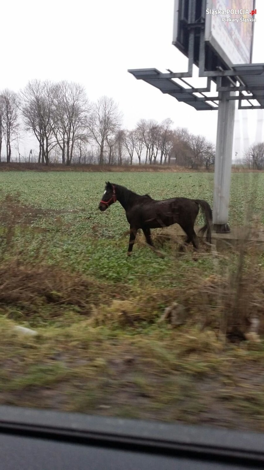 Niecodzienna interwencja piekarskiej policji. Eskortowali... konia!