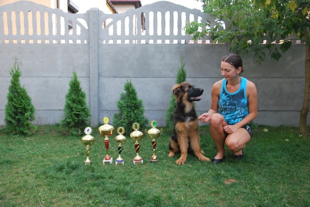 Owczarek niemiecki, Gonzo, miał trzy lata. Był championem