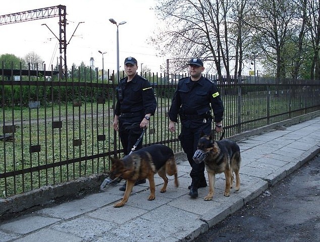 Aceton i Belit, psy patrolowo tropiące z jarosławskiej komendy policji razem z przewodnikami podczas patrolowania okolic starego dworca w Jarosławiu.