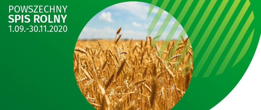 Powszechny Spis Rolny 2020. Co musisz wiedzieć o spisie rolnym? Sprawdź, jakie dane musisz udostępnić [Zasady, terminy, wytyczne]