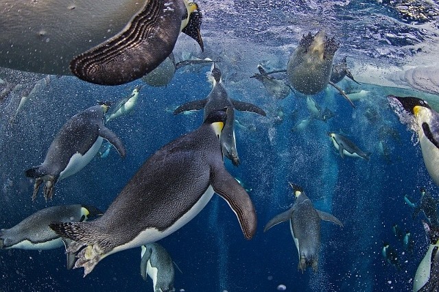 Paul Nicklen, Kanada, National Geographic magazine (1. nagroda Nature Stories). Pływanie pingwinów cesarskich.