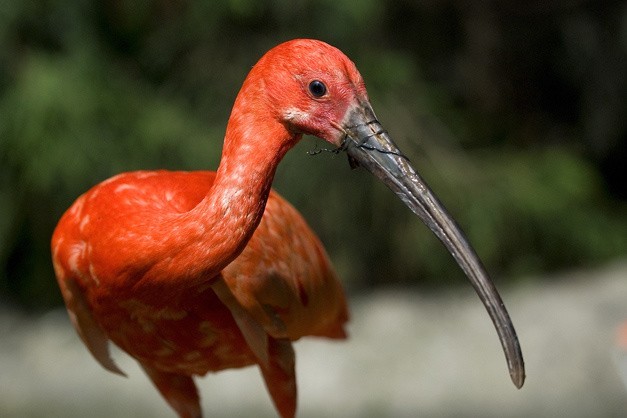 ibis purpurowy