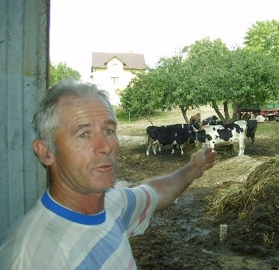 - 14 dojnych krów daje ponad 100 l. mleka - objaśnia Bogdan...