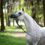 Aukcja koni arabskich w Janowie Podlaskim. Padł rekord. Pepita sprzedana za 1,4 mln euro