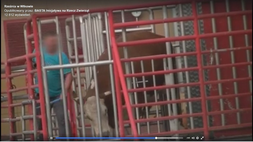 Ekolodzy: Brutalne traktowanie zwierząt w Witkowie [wideo]