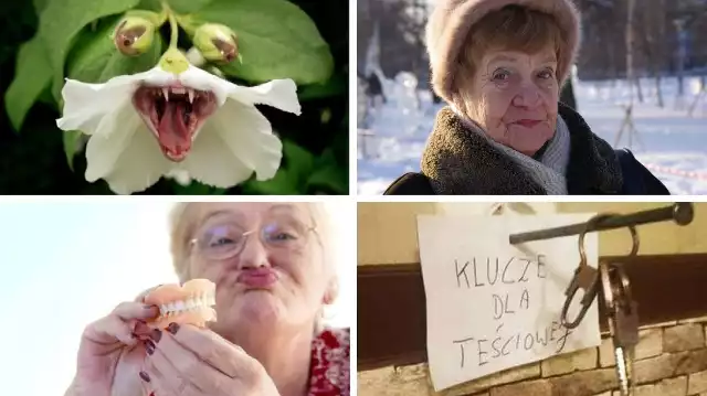 Nie wszystkie teściowe są złe, a nawet większość z nich to całkiem sympatyczne panie. Mimo to memy o teściowych stały się popularnym sposobem wyrażania humoru i frustracji związanej z tymi stereotypami w kulturze internetowej.