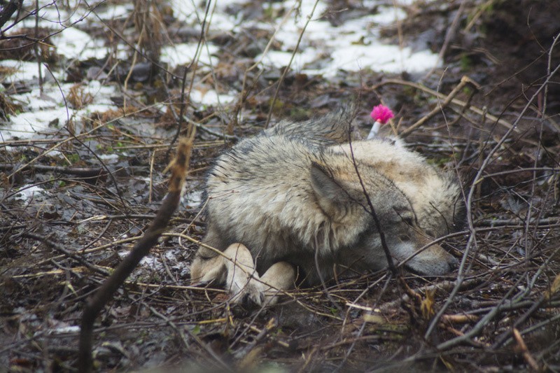Leśnictwo Myszki. Wilk cierpiał we wnykach (zdjęcia)
