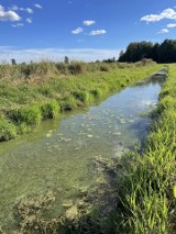Michałowo. Według Wojewódzkiego Inspektoratu Ochrony Środowiska rzekę Supraśl zanieczyściły ścieki wypuszczane z oczyszczalni w Michałowie