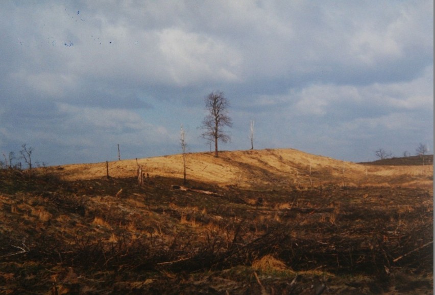 Pożar lasu w Kuźni Raciborskiej