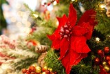 Piękne życzenia na Boże Narodzenie 2023. Gotowe życzenia [TRADYCYJNE, WESOŁE, WIERSZYKI] Najlepsze życzenia na święta 25.12.2023