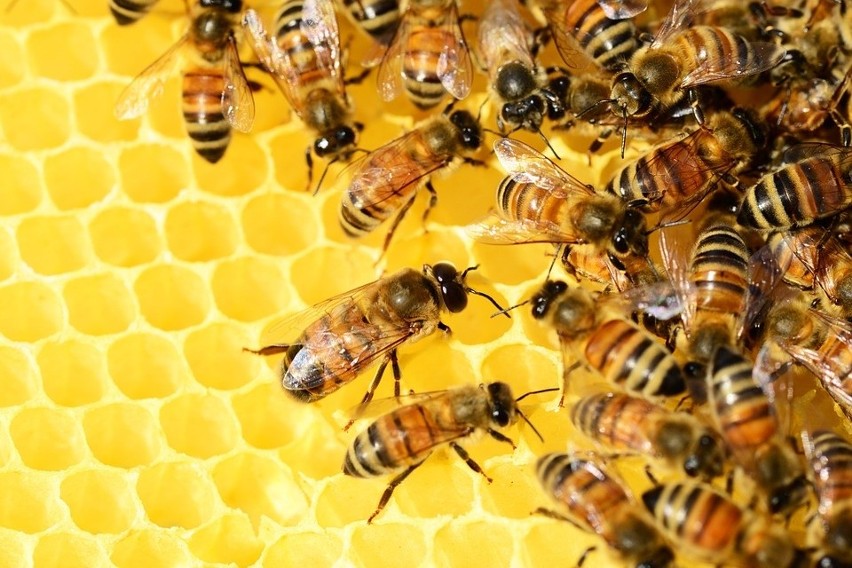 Pszczoły - czwarty ekonomicznie ważny gatunek zwierząt gospodarskich