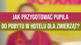 Jak przygotować pupila do pobytu w hotelu dla zwierząt? (WIDEO)