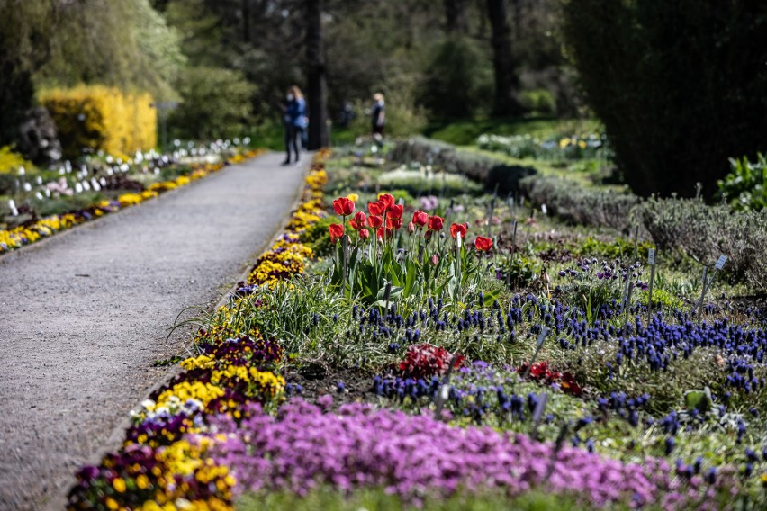 Kraków. Ogród Botaniczny rozkwitł tysiącem kolorów. Zobacz wiosnę w najbardziej rozkwieconym miejscu w mieście [ZDJĘCIA] 2.05.2021