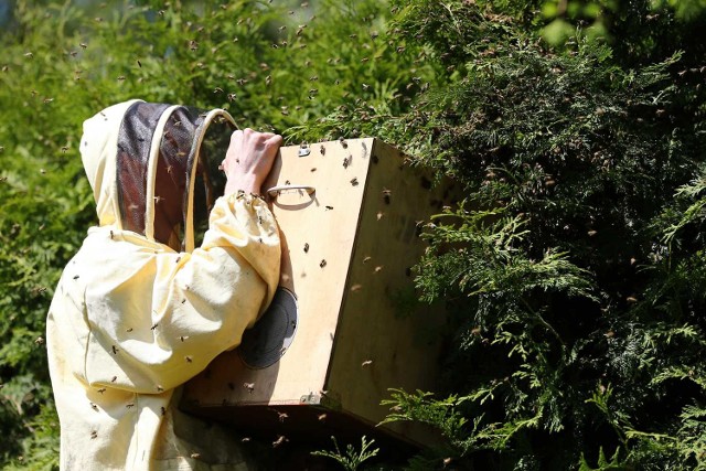 Akcja zabierania roju pszczół.