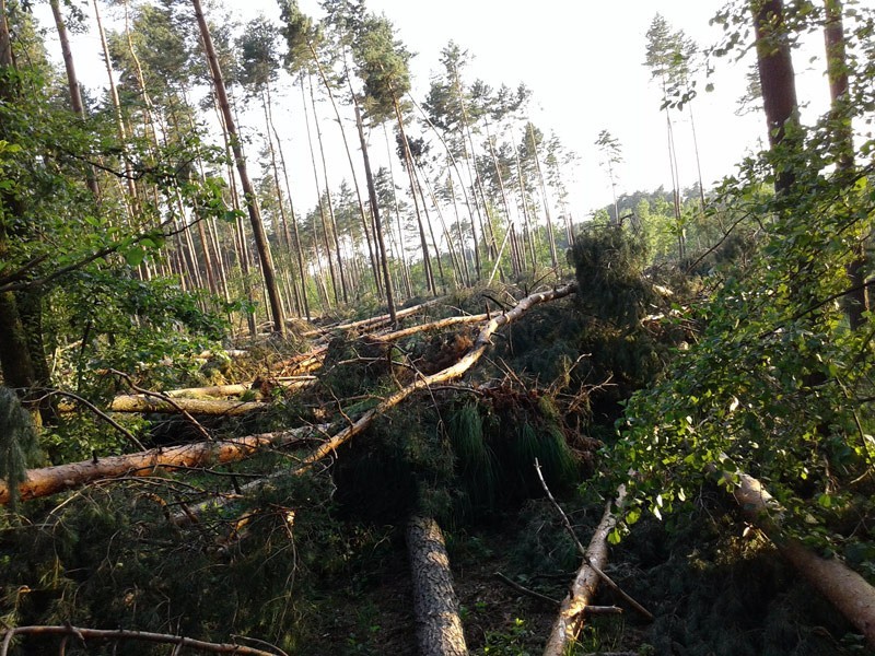 Trąba powietrzna w lesie w Bratkowicach? [ZDJĘCIA INTERNAUTY]