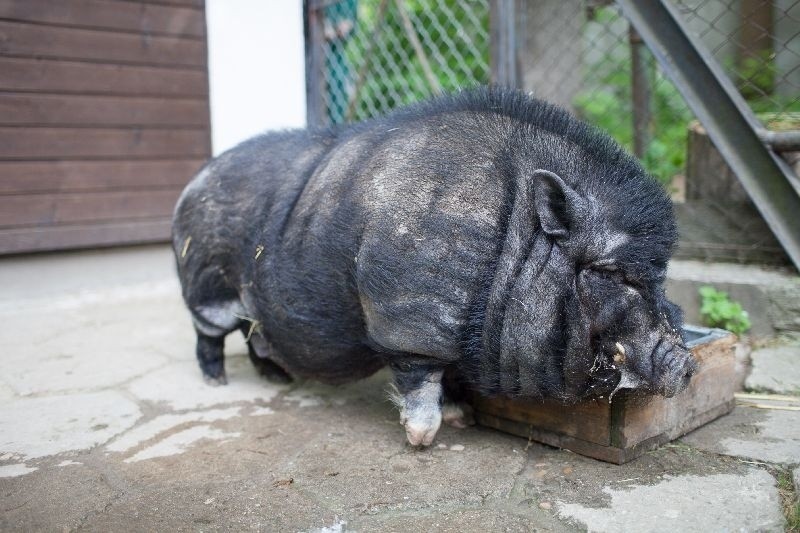 Łódzkie zoo. W kasku do sępa, z daleka od tapira. Te niesforne zwierzaki!